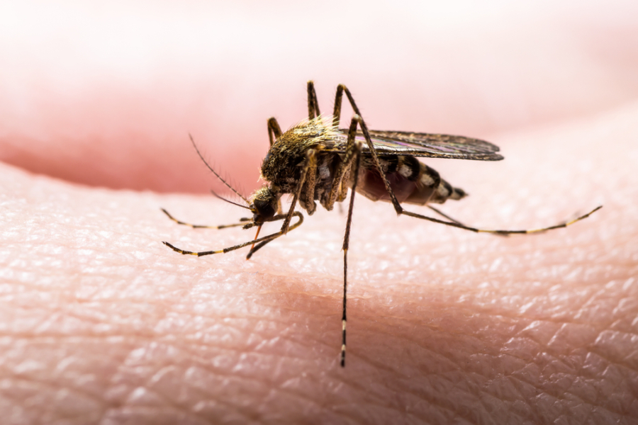 Malaria/Insect Bites
